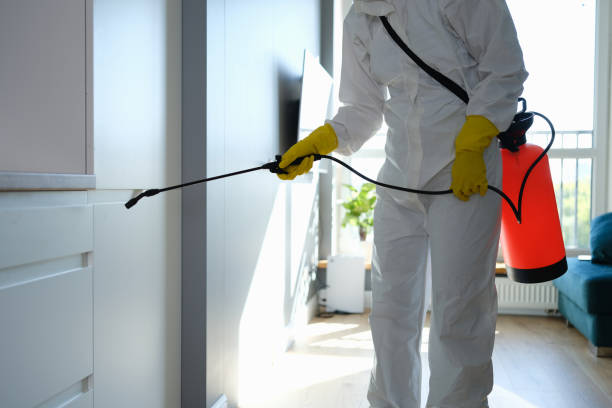 Escondido, CA Mold Prevention & Removal  Company